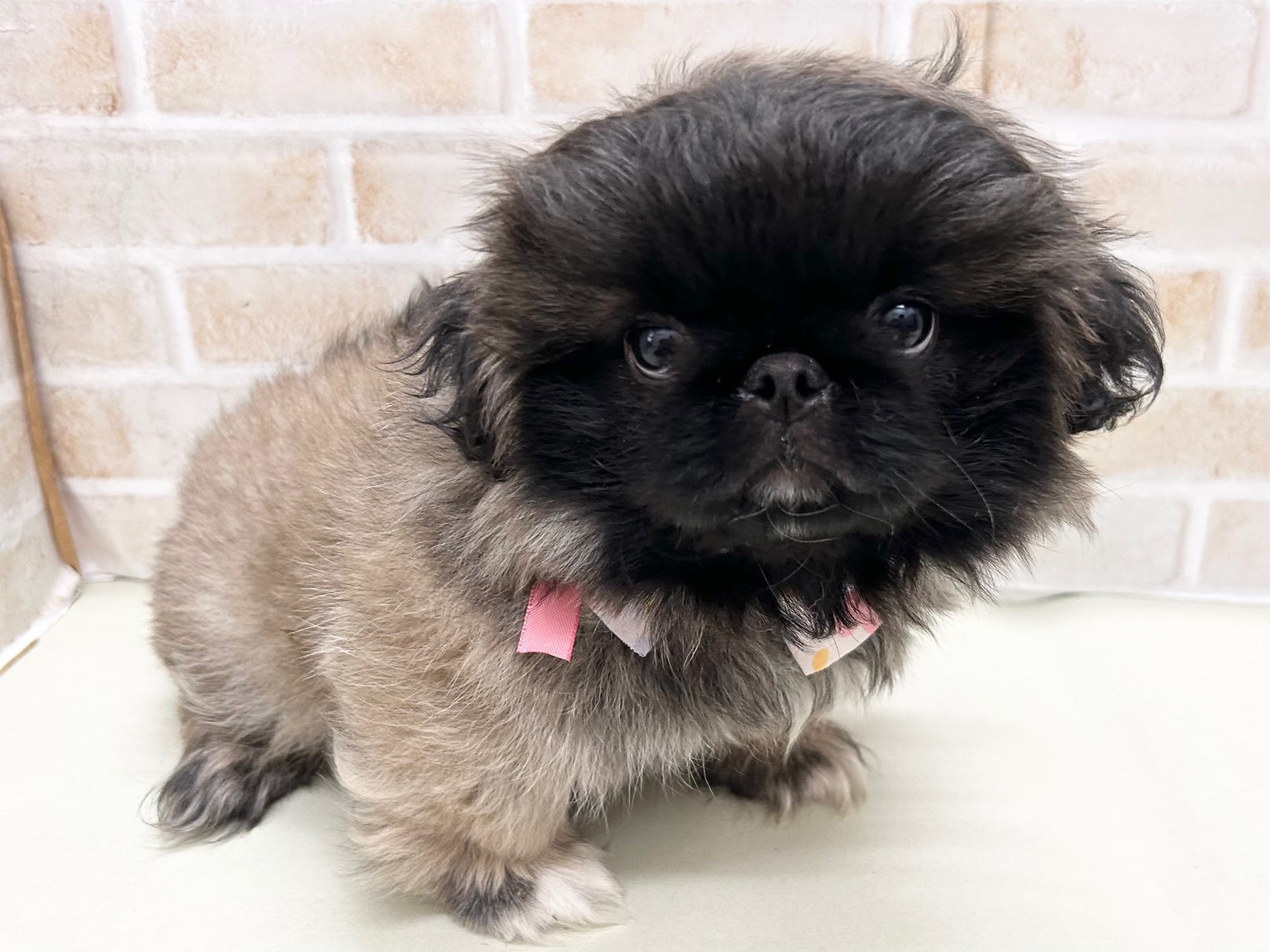 ペキニーズ｜ペット検索｜ペット大好き！